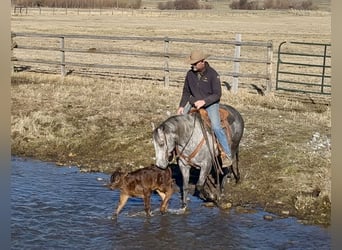 Quarter horse américain, Hongre, 7 Ans, 152 cm, Gris