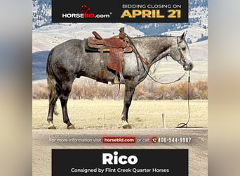 Quarter horse américain, Hongre, 7 Ans, 152 cm, Gris