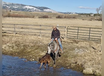 Quarter horse américain, Hongre, 7 Ans, 152 cm, Gris
