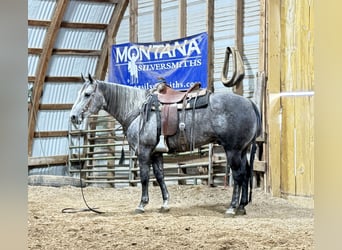 Quarter horse américain, Hongre, 7 Ans, 152 cm, Gris