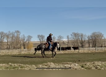 Quarter horse américain, Hongre, 7 Ans, 152 cm, Gris