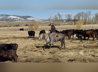 Quarter horse américain, Hongre, 7 Ans, 152 cm, Gris