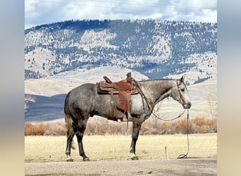 Quarter horse américain, Hongre, 7 Ans, 152 cm, Gris