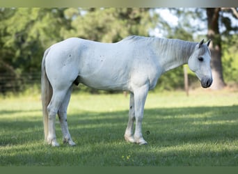 Quarter horse américain, Hongre, 7 Ans, 152 cm, Gris