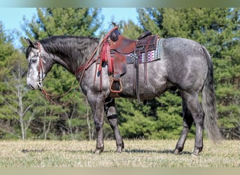 Quarter horse américain, Hongre, 7 Ans, 152 cm, Gris