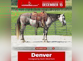 Quarter horse américain, Hongre, 7 Ans, 152 cm, Gris