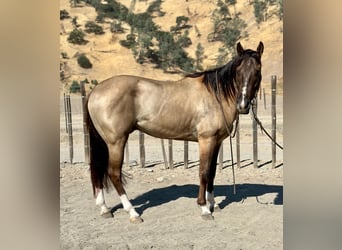 Quarter horse américain, Hongre, 7 Ans, 152 cm, Grullo