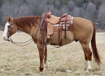 Quarter horse américain, Hongre, 7 Ans, 152 cm, Isabelle