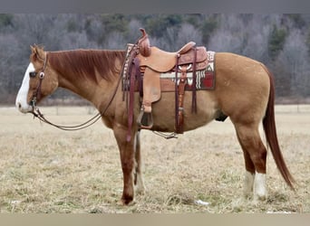 Quarter horse américain, Hongre, 7 Ans, 152 cm, Isabelle