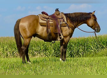Quarter horse américain, Hongre, 7 Ans, 152 cm, Isabelle
