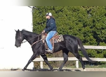 Quarter horse américain, Hongre, 7 Ans, 152 cm, Noir