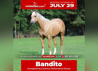 Quarter horse américain, Hongre, 7 Ans, 152 cm, Palomino