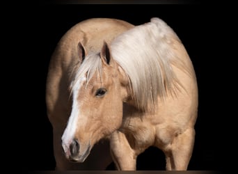 Quarter horse américain, Hongre, 7 Ans, 152 cm, Palomino