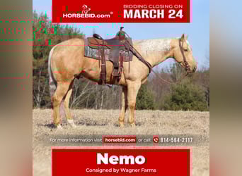 Quarter horse américain, Hongre, 7 Ans, 152 cm, Palomino