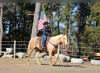 Quarter horse américain, Hongre, 7 Ans, 152 cm, Palomino