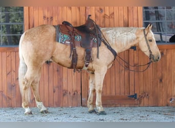 Quarter horse américain, Hongre, 7 Ans, 152 cm, Palomino