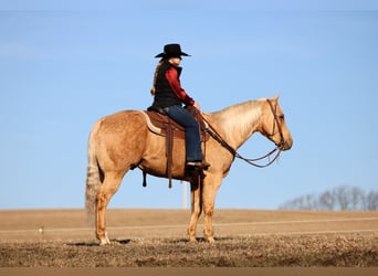Quarter horse américain, Hongre, 7 Ans, 152 cm, Palomino