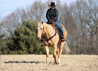 Quarter horse américain, Hongre, 7 Ans, 152 cm, Palomino