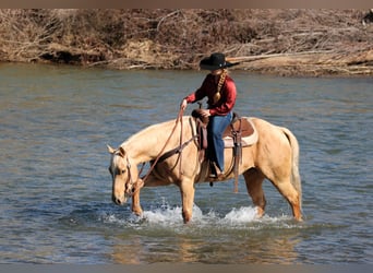 Quarter horse américain, Hongre, 7 Ans, 152 cm, Palomino