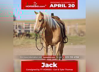 Quarter horse américain, Hongre, 7 Ans, 152 cm, Palomino