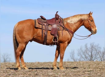 Quarter horse américain, Hongre, 7 Ans, 152 cm, Palomino