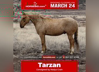 Quarter horse américain, Hongre, 7 Ans, 152 cm, Palomino