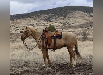 Quarter horse américain, Hongre, 7 Ans, 152 cm, Palomino
