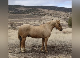 Quarter horse américain, Hongre, 7 Ans, 152 cm, Palomino