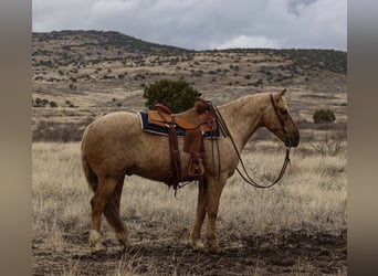 Quarter horse américain, Hongre, 7 Ans, 152 cm, Palomino