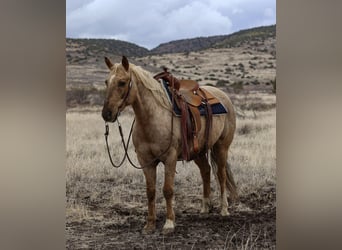 Quarter horse américain, Hongre, 7 Ans, 152 cm, Palomino