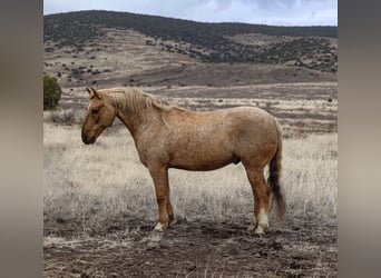 Quarter horse américain, Hongre, 7 Ans, 152 cm, Palomino