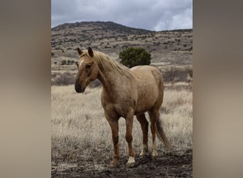 Quarter horse américain, Hongre, 7 Ans, 152 cm, Palomino