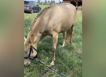 Quarter horse américain, Hongre, 7 Ans, 152 cm, Perlino