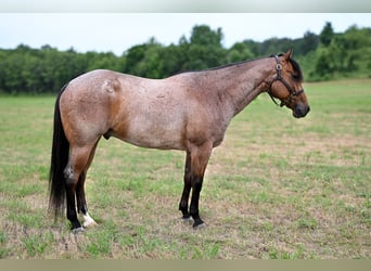 Quarter horse américain, Hongre, 7 Ans, 152 cm, Roan-Bay