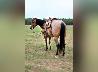 Quarter horse américain, Hongre, 7 Ans, 152 cm, Roan-Bay