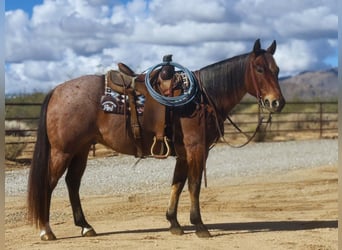 Quarter horse américain, Hongre, 7 Ans, 152 cm, Roan-Bay