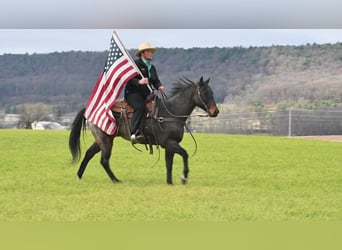 Quarter horse américain Croisé, Hongre, 7 Ans, 152 cm, Roan-Bay