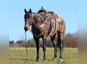 Quarter horse américain Croisé, Hongre, 7 Ans, 152 cm, Roan-Bay