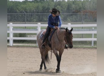 Quarter horse américain, Hongre, 7 Ans, 152 cm, Roan-Bay