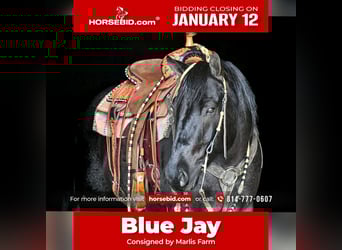 Quarter horse américain, Hongre, 7 Ans, 152 cm, Rouan Bleu