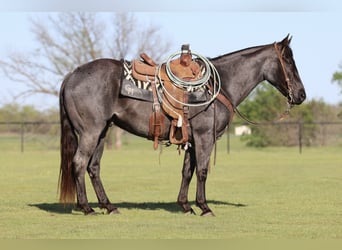 Quarter horse américain, Hongre, 7 Ans, 152 cm, Rouan Bleu