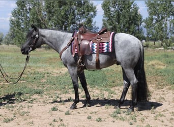 Quarter horse américain, Hongre, 7 Ans, 152 cm, Rouan Bleu