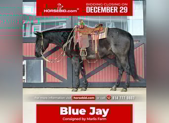 Quarter horse américain, Hongre, 7 Ans, 152 cm, Rouan Bleu