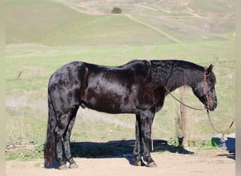 Quarter horse américain, Hongre, 7 Ans, 152 cm, Rouan Bleu