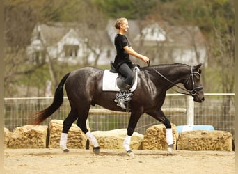 Quarter horse américain, Hongre, 7 Ans, 152 cm, Rouan Bleu