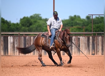 Quarter horse américain, Hongre, 7 Ans, 152 cm, Rouan Rouge
