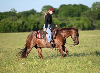 Quarter horse américain, Hongre, 7 Ans, 152 cm, Rouan Rouge