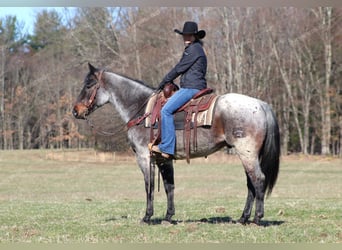 Quarter horse américain, Hongre, 7 Ans, 152 cm, Rouan Rouge