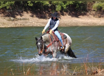 Quarter horse américain, Hongre, 7 Ans, 152 cm, Rouan Rouge