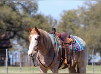 Quarter horse américain, Hongre, 7 Ans, 152 cm, Rouan Rouge